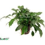 Schismatoglottis prietoi – Zboží Dáma