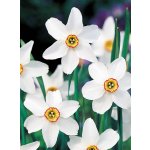 Lukon Glads Narcis poeticus recurvus - narcissus, voňavý narcis – Zboží Dáma