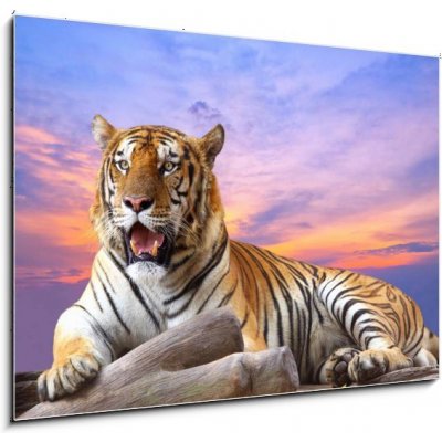 Obraz 1D - 100 x 70 cm - Tiger looking something on the rock with beautiful sky at sunset Tygr hledá něco na skále s krásnou oblohou při západu slunce – Zbozi.Blesk.cz