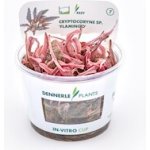 Cryptocoryne spec. Flamingo 5,5 cm – Zboží Mobilmania