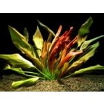 Echinodorus Beauty Red - Šípatkovec pěkně červený – Sleviste.cz