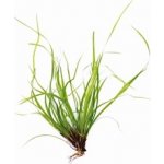 Juncus Repens - Sítina plazivá – Zboží Dáma