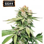 Seedstockers Gorilla Glue AUTO semena neobsahují THC 3 ks – Zboží Dáma