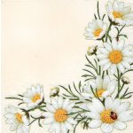 Ubrousek 33x33cm Kopretiny s beruškou – Sleviste.cz