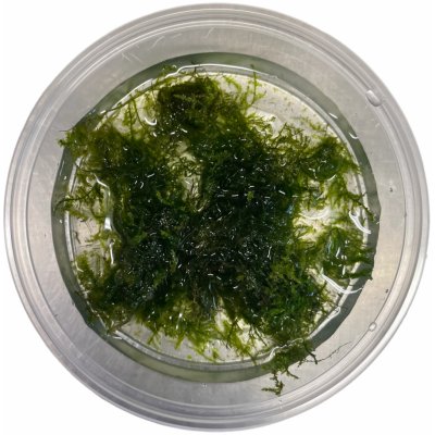 Vesicularia ferriei - Weeping Moss – Hledejceny.cz