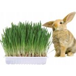 Trixie Tráva Hlodavec v misce 100 g – Zboží Dáma