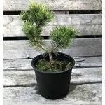 Pinus mugo 'Laurin' Prodejní velikost: 030/040, Velikost hrnku: 7,5 l – Hledejceny.cz