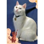 Pohlednice Kočka 110 – Zboží Dáma