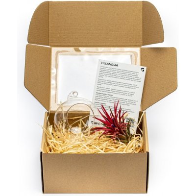 Gardners Aerárium s Tillandsií Ionantha red v dárkovém balení Tillandsie, kykatka – Sleviste.cz