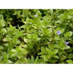 Bacopa caroliniana - Bakuma karolínská – Zbozi.Blesk.cz