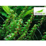 Rotala sp. Pearl – Hledejceny.cz