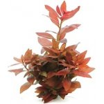 Ludwigia repens Rubin – Zbozi.Blesk.cz