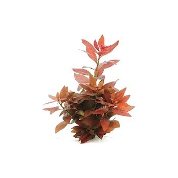 Ludwigia repens Rubin