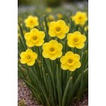 Narcis 'Sun disc' 5 ks – Sleviste.cz