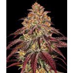 Barney's Farm Mimosa x Orange Punch AUTO semena neobsahují THC 3 ks – Hledejceny.cz