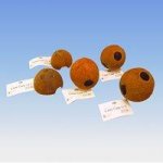 JBL Cocos Cava 1/1 m – Hledejceny.cz