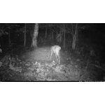 OXE Viper – Zboží Živě