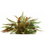 Cryptocoryne beckettii – Zboží Dáma