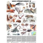 Plakát - Savci střední Evropy III- Netopýři – Hledejceny.cz