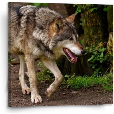 Sablio Obraz Vlk - 110x110 cm – Hledejceny.cz