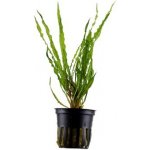 Cryptocoryne crispatula – Zboží Mobilmania