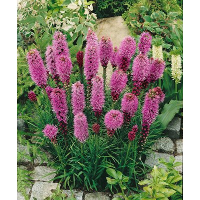 Šuškarda 'Liatris spicata' 10 ks. Speciální nabídka. Sleva 34% – Zboží Dáma