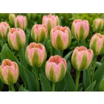 Tulipán 'Greenland' 5 ks – Zboží Dáma
