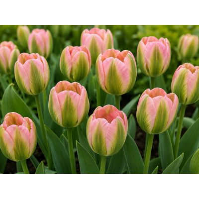 Tulipán 'Greenland' 5 ks – Zboží Dáma
