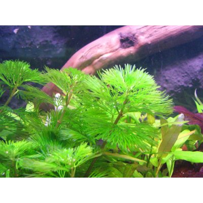 Cabomba aquatica - Kabomba vodní – Sleviste.cz
