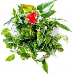 Gardners Obraz z živých rostlin Hoh! Uno, osázený, bílá - okrasné listem Typ osázení: okrasné květem – Hledejceny.cz