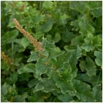 Merlík všedobr - Chenopodium henricus - semena - 200 ks – Hledejceny.cz