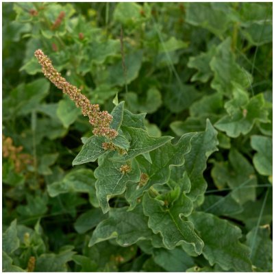 Merlík všedobr - Chenopodium henricus - semena - 200 ks – Hledejceny.cz