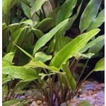 Cryptocoryne lutea - Kryptokoryna Walkerova – Zboží Dáma