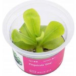 Pinguicula Gina – Zbozi.Blesk.cz