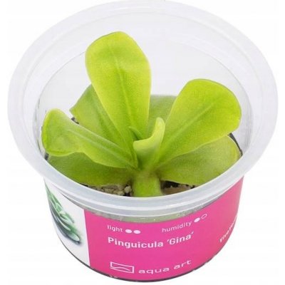 Pinguicula Gina – Zbozi.Blesk.cz