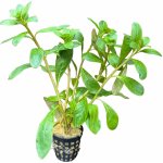 Ludwigia pilosa – Zboží Dáma