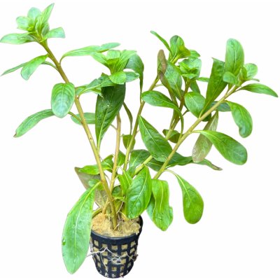 Ludwigia pilosa – Zboží Dáma