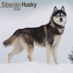 Siberian Husky Square Dog Breed Wall 16 Month 2024 – Hledejceny.cz