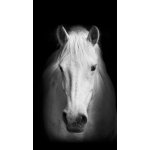 Fotozáclony kůň 140x245cm FCS L 7520 – Hledejceny.cz