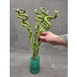 LUCKY BAMBOO 45 cm spiral – Zboží Dáma