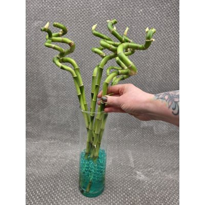 LUCKY BAMBOO 45 cm spiral – Zboží Dáma