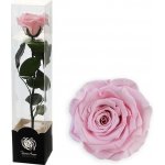 Stabilizovaná růže na stonku 30cm růžová – Zboží Dáma