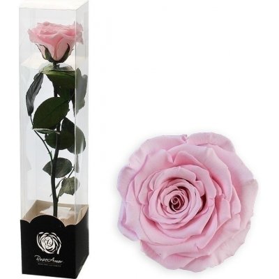 Stabilizovaná růže na stonku 30cm růžová – Zboží Dáma