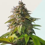 Kera Seeds Medical OG Kush CBD semena neobsahují THC 3 ks – Hledejceny.cz