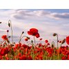 Tapety WEBLUX Samolepka fólie Anzac Day memorial poppies. Field of red poppy flowers to honour fallen veterans soldiers in battle of Anzac armistice day. Wildflowers blooming po 270 x 200 cm