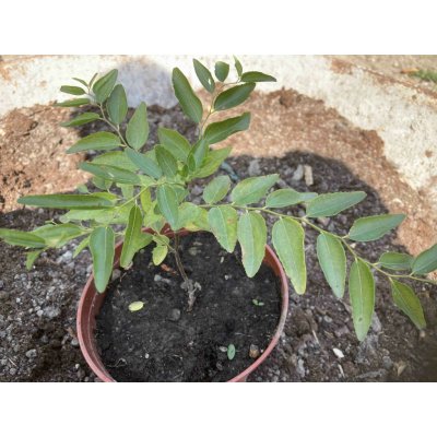 Ziziphus jujuba cicimek – Zboží Dáma