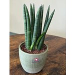 Sansevieria Cylindrica silné výhony – Sleviste.cz
