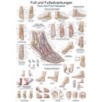 Anatomický plakát Erler Zimmer - Noha a kotník 50 x 70 cm | DE, EN – Hledejceny.cz
