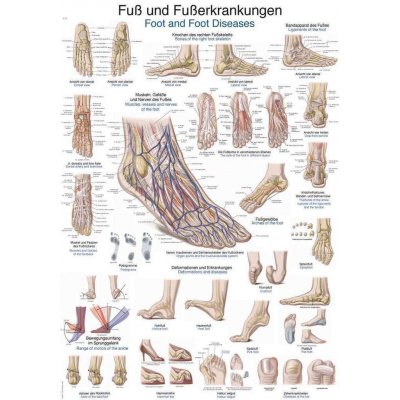 Anatomický plakát Erler Zimmer - Noha a kotník 50 x 70 cm | DE, EN – Hledejceny.cz