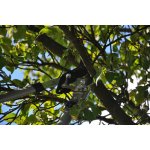 Fieldmann FZNR 1020 – Zbozi.Blesk.cz